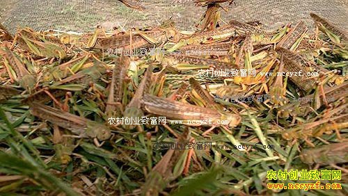 山东吴桥县李志海大棚养蝗虫赚钱好致富