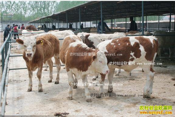 2017年养牛赚钱吗 肉牛养殖成本与利润分析