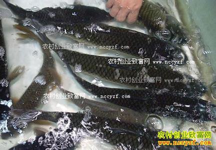 2016年11月草鱼价格行情：火锅加热市道广东大草鱼价格上涨