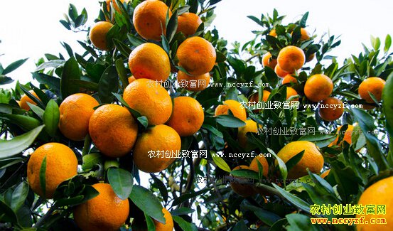 柑橘高产稳产种植管理技术要点