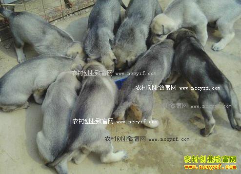 养殖100只肉狗需要投资多少钱?