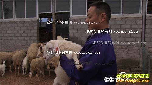 市场低迷 他靠神奇树叶让羊价翻两倍(2016.11.22)