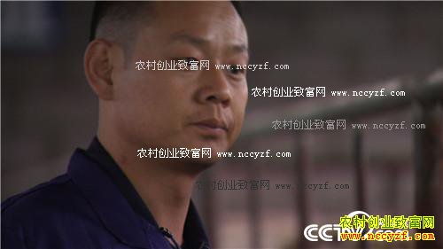 市场低迷 他靠神奇树叶让羊价翻两倍(2016.11.22)
