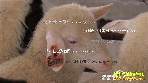市场低迷 他靠神奇树叶让羊价翻两倍(2016.11.22)
