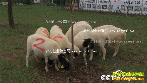 致富经:市场低迷 他靠神奇树叶让羊价翻两倍 11月22日