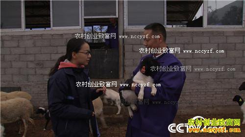 市场低迷 他靠神奇树叶让羊价翻两倍(2016.11.22)