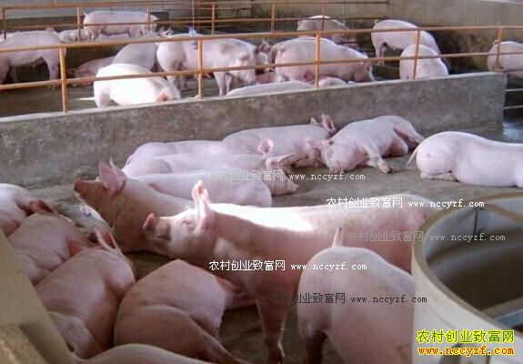 2016年生猪价格行情预测:春节前猪价格涨势不减
