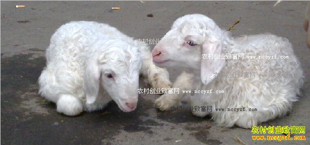 怎样提高羔羊的成活率?