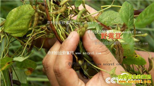 财富逆转从三个月净赚一百万开始(2016.11.23)