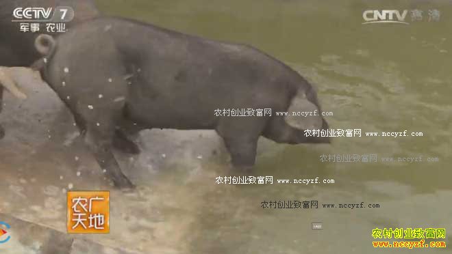 [农广天地]让猪跑起来 20161123