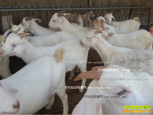 未来羊价格行情走势:羊价上涨是反弹还是反转?