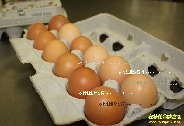 最新鸡蛋价格行情走势:鸡蛋价格暂时平稳