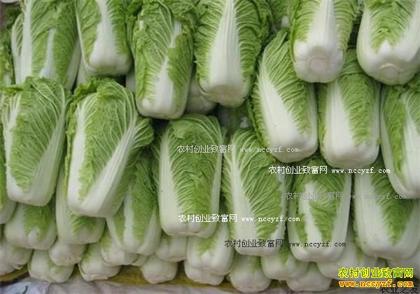 河北白菜价格行情:河北玉田白菜价格有望不断上涨