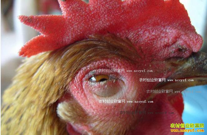 如何防治鸡传染性鼻炎?