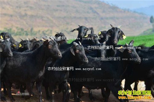 四川营山羊价格上涨 养殖营山黑山羊好赚钱
