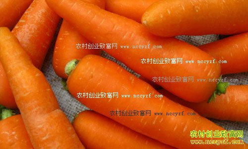 最新胡萝卜价格行情:胡萝卜价格难比去年