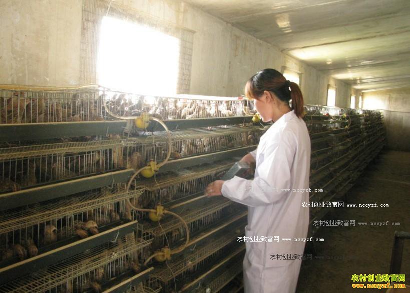 鹌鹑养殖技术:给鹌鹑饲喂鱼肝油好处多