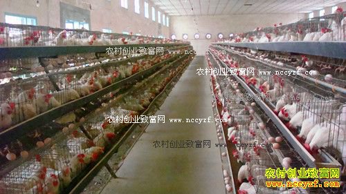 怎样预防蛋鸡呼吸道疾病?