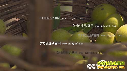 绿色时空:黑核桃“改嫁”变成摇钱树 12月4日