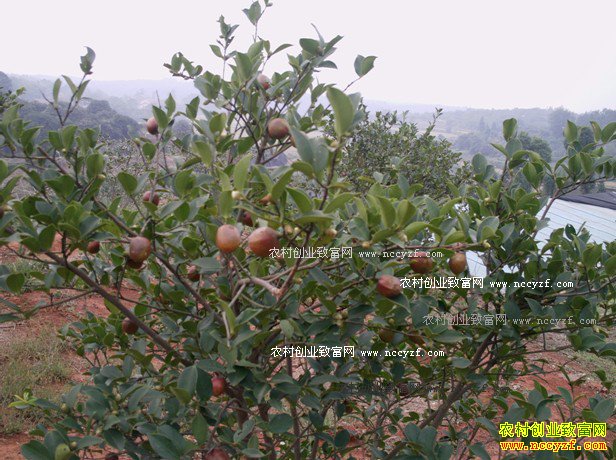 种植油茶树赚钱吗:油茶籽供不应求 收购价持续走高