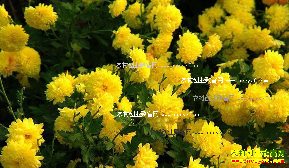 河南商丘李玉龙安徽种菊花亩均效益2万元