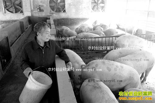 重庆璧山曾佑文楼房立体养猪效益高
