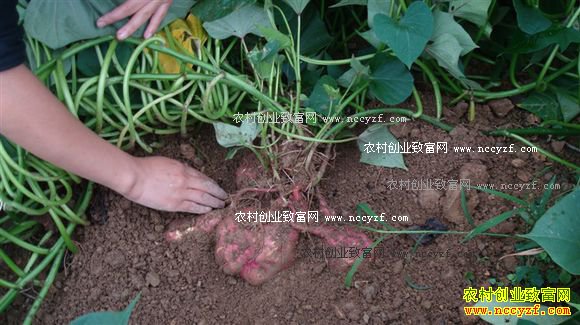 山东邹城丘陵山地种地瓜亩赚3000多元