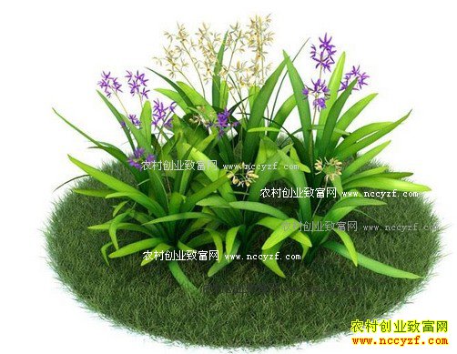 种植白芨赚钱吗 白芨种植前景及效益分析
