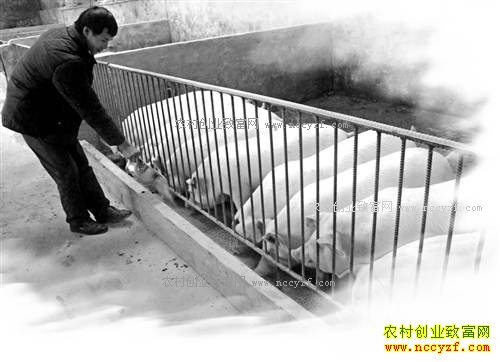 重庆南川蒋远琴代养生猪好赚钱