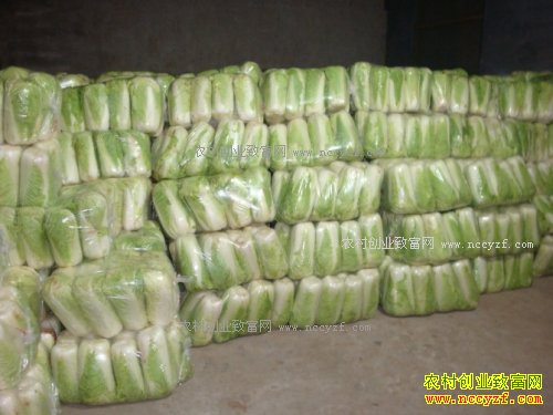 河北乐亭县王海山窖藏大白菜20亩纯收益3万元