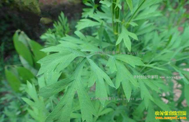 2017年种植什么中药材最赚钱-关防风种植