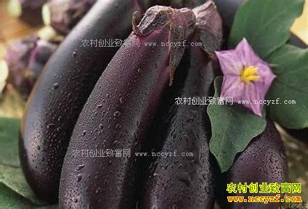 2017年春节茄子价格行情:南方北方茄子价格冰火两重天