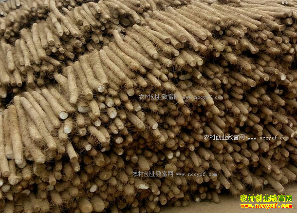 2017年白玉山药价格预测:春节前后山药价格上涨动力不足