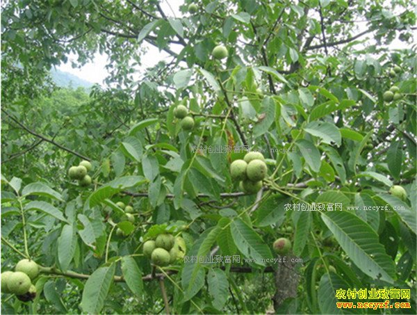 山西吕梁七旬老人武俊光的核桃种植致富经
