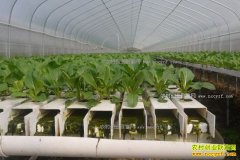 <b>浙江宁波王大森营养液种蔬菜带根卖收入高</b>