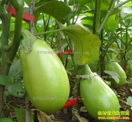 今年种什么茄子能赚钱?南北茄子价格不同 选择品种很重要