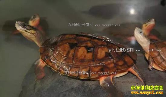 养殖淡水虾类仍是热点