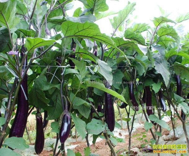 2017年茄子种植面积及茄子价格行情预测