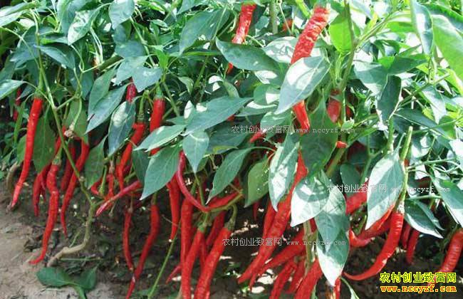 2017年辣椒种植面积及辣椒价格行情预测