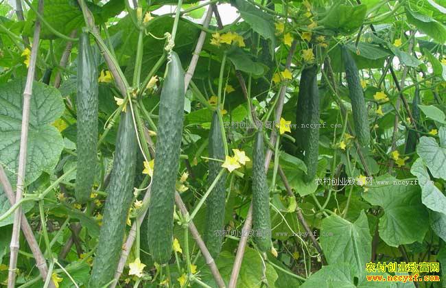 2017年黄瓜种植面积及黄瓜价格行情预测