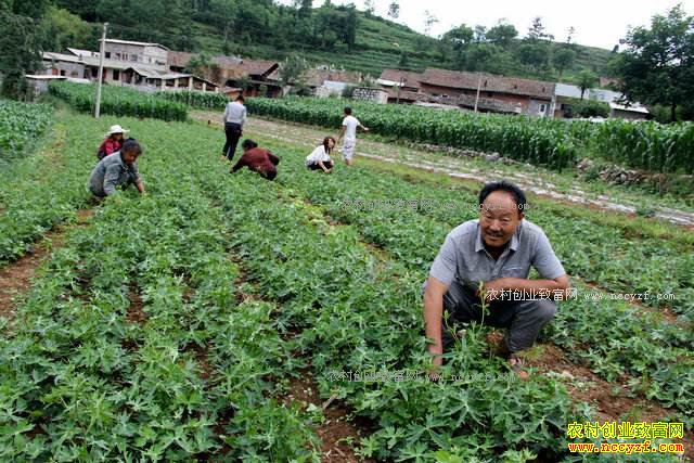 2017年怎样种植中药材才能多赚钱