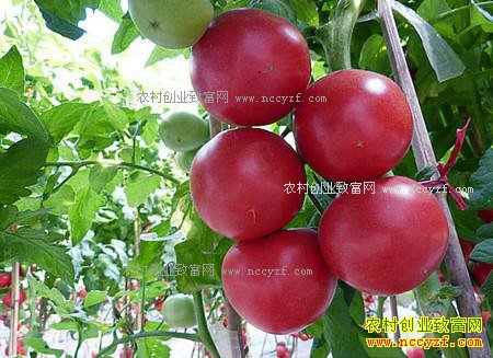 重庆大渡口市场番茄供应少番茄价格翻番