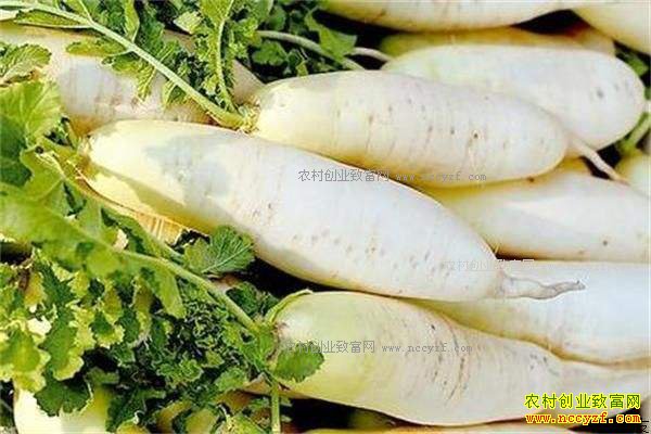 重庆潼南气温回暖白萝卜价格下跌
