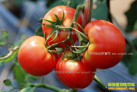 2017年番茄市场行情走势分析