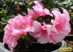 <b>杜鹃花的养殖方法和注意事项</b>