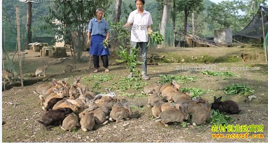 野兔能家养吗?野兔人工养殖前景及市场行情分析