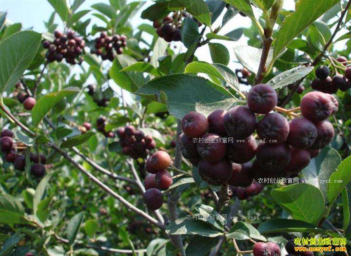 辽宁铁岭芦海军种苗木黑果花楸助农致富
