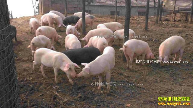 河南修武:构树饲料喂出“生态猪”