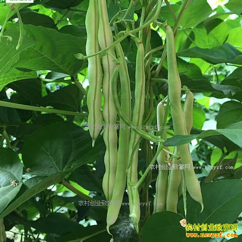 豆王价格迅速下滑 今年种植豆王还能赚钱吗?