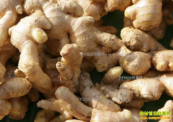 2017年蔬菜价格预测:番茄茄子辣椒大蒜生姜价格都要跌
